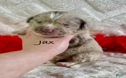 Newfoundland dogs for sale: Jax - Image 9