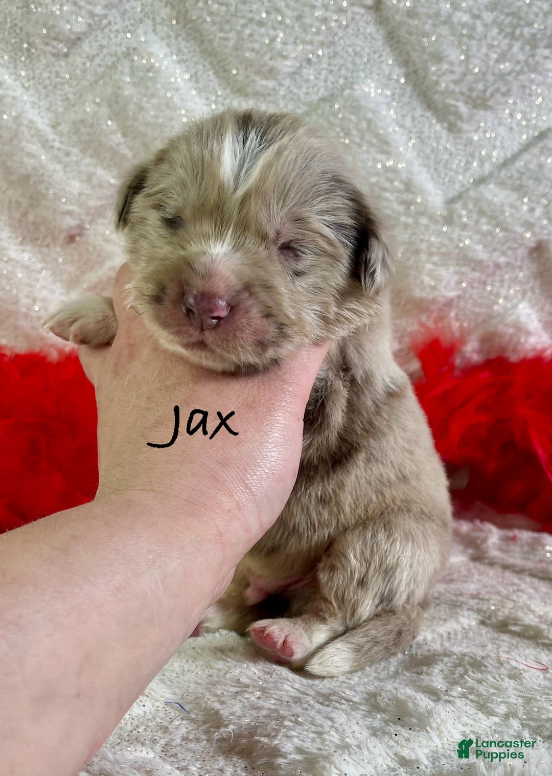 Newfoundland dogs for sale: Jax - Image 9