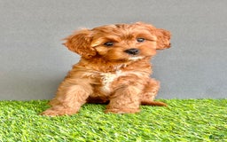 Cavapoo dogs for sale: Winnie - Image 4