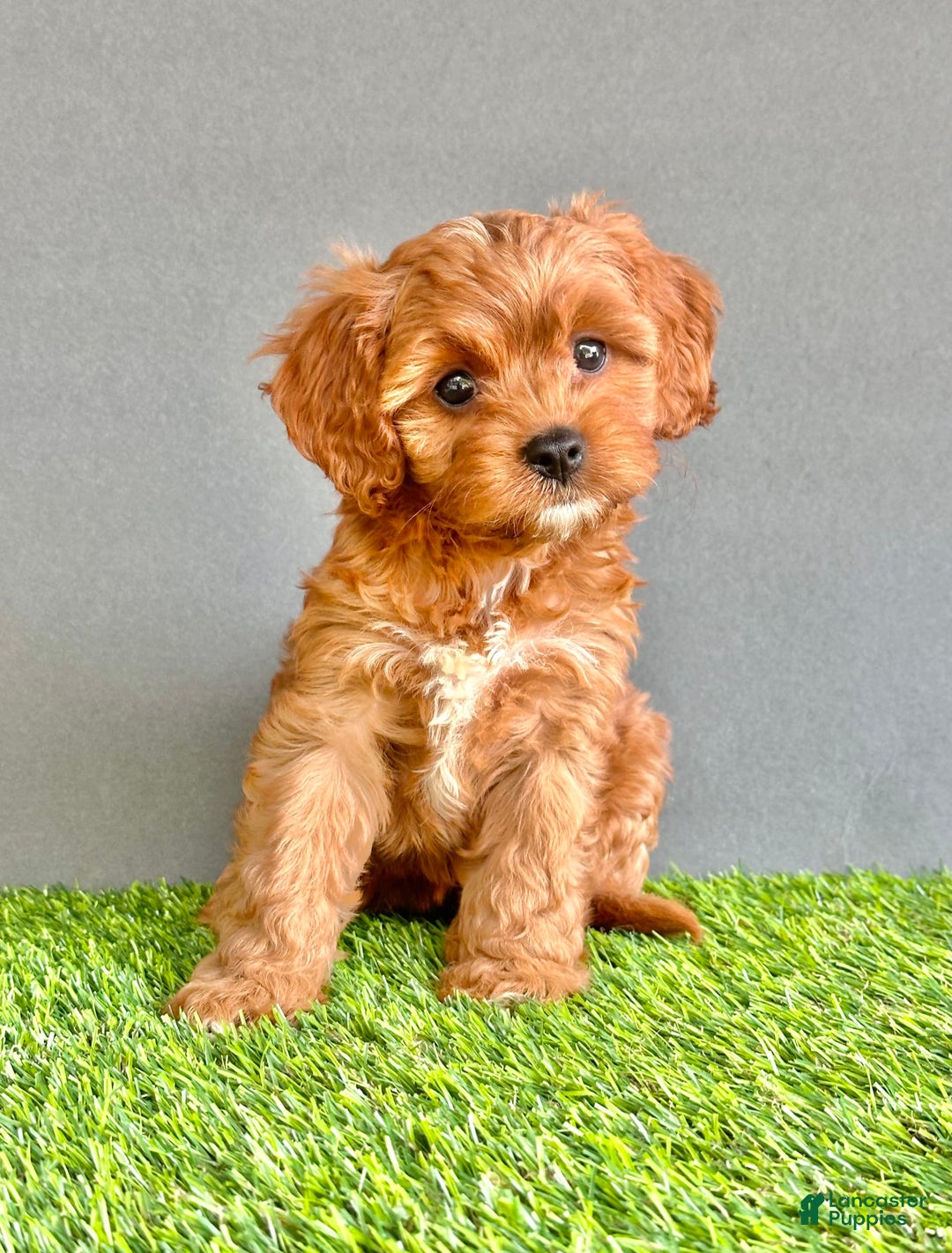 Cavapoo dogs for sale: Winnie - Image 4