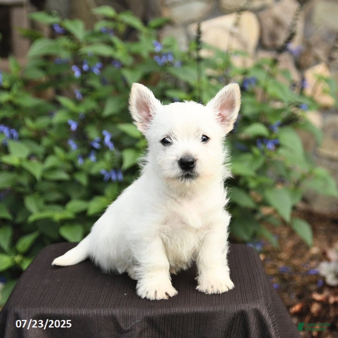West Highland Terrier dogs for sale: Derrik - Image 2