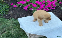 Golden Retriever dogs for sale: Treasure - Image 5