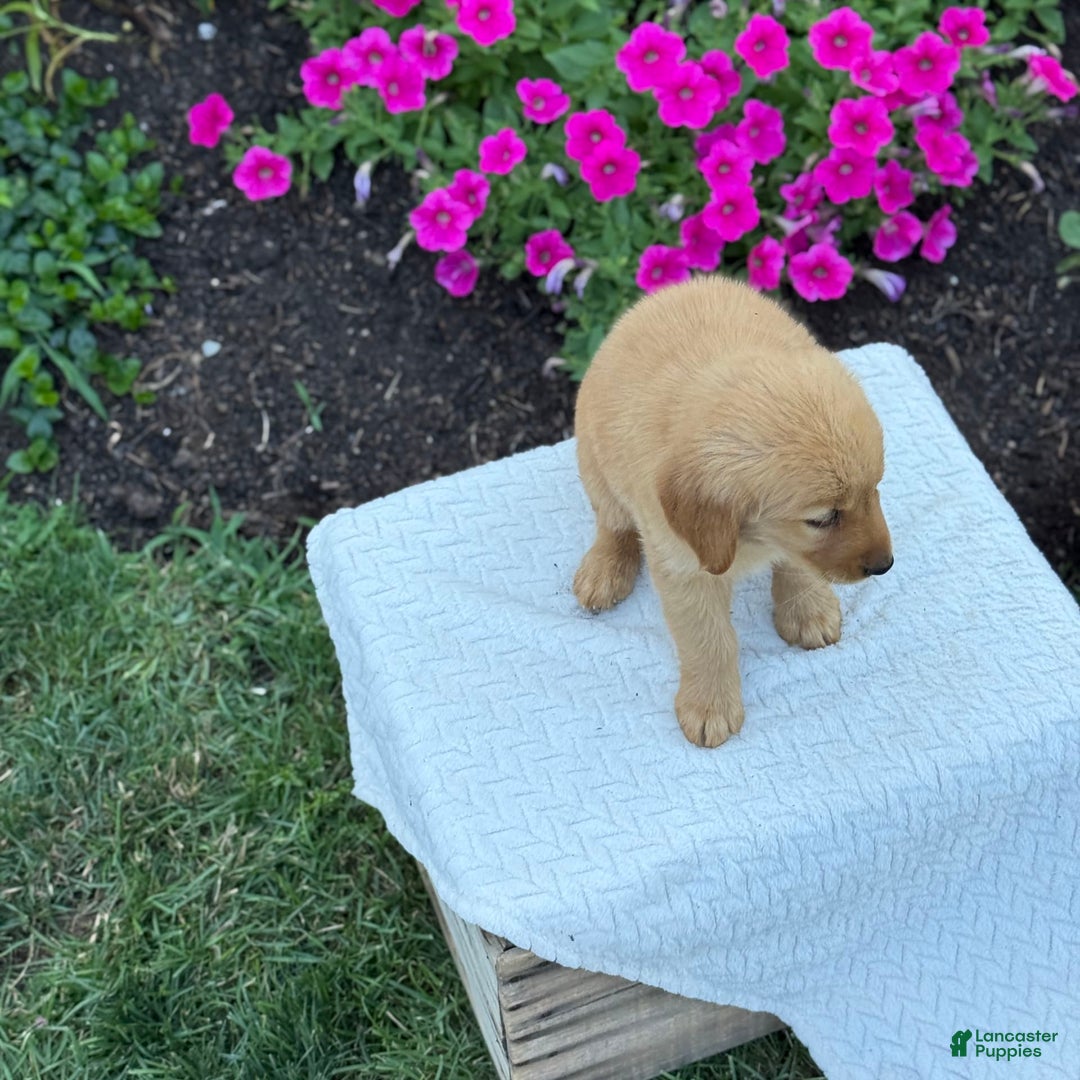 Golden Retriever dogs for sale: Treasure - Image 5