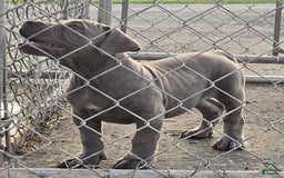 Cane Corso dogs for sale: Hawks Izzy - Image 5