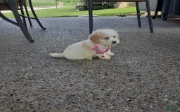 Bichpoo dogs for sale: Bella - Image 4
