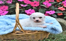Bichon Frise dogs for sale: Max - Image 1