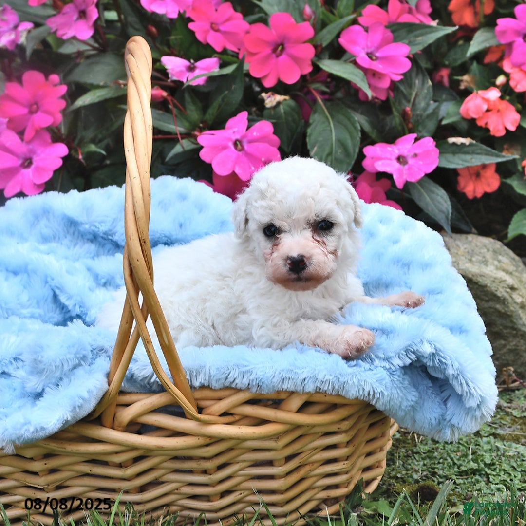 Bichon Frise dogs for sale: Max - Image 1