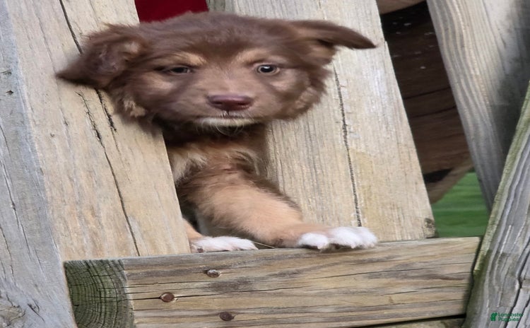 Australian Shepherd dogs for sale - Ad 1