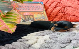 Yorkshire Terrier dogs for sale: Nova - Image 2