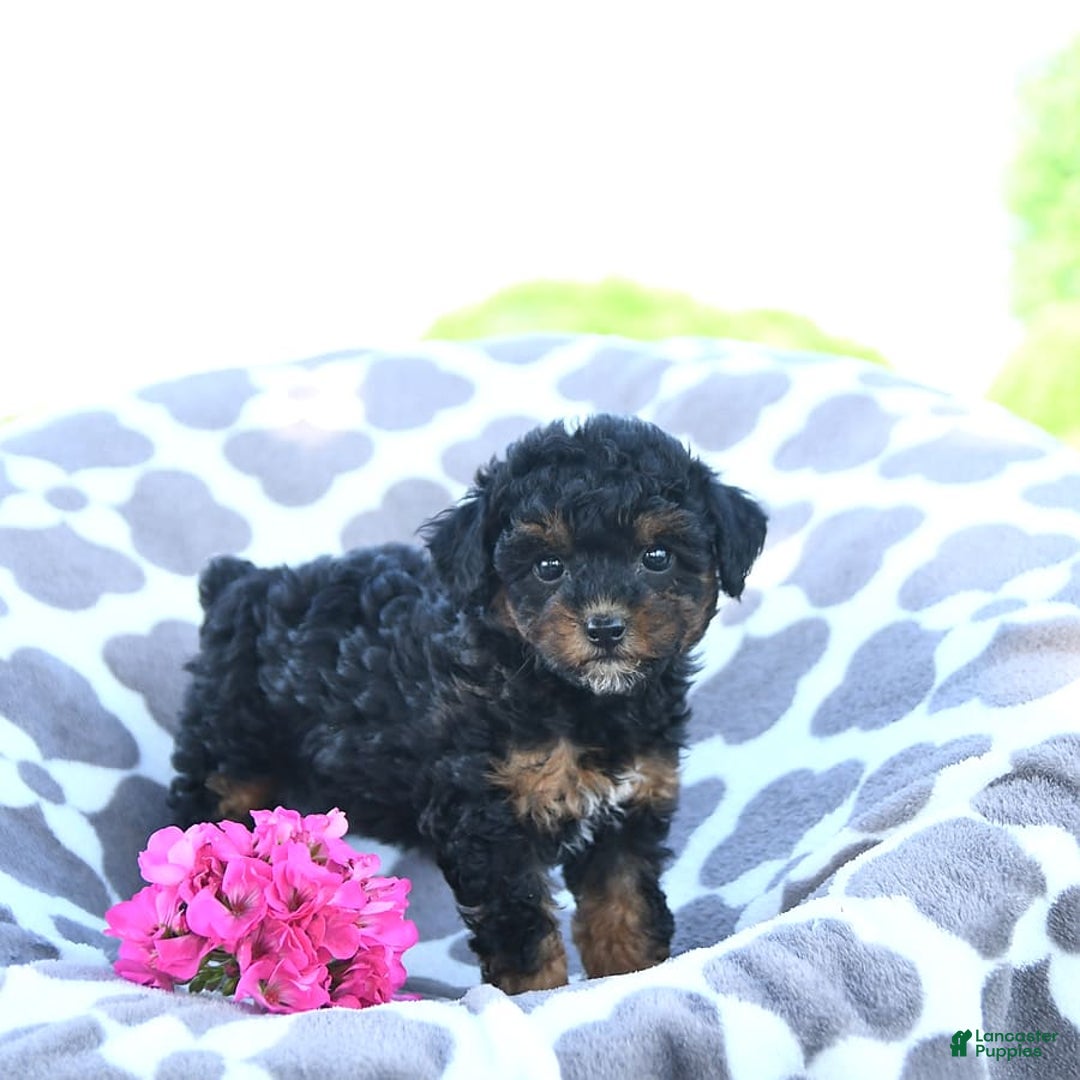 Toy Poodle dogs for sale: Khloe - Image 10
