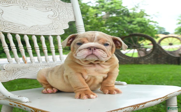 English Bulldog dogs for sale - Ad 4