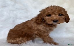 Mini Goldendoodle dogs for sale: Toby - Image 3
