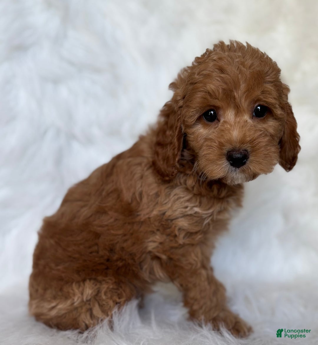 Mini Goldendoodle dogs for sale: Toby - Image 3