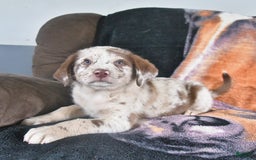Australian Shepherd dogs for sale: Australian Shepherd 7 puppies - Image 5