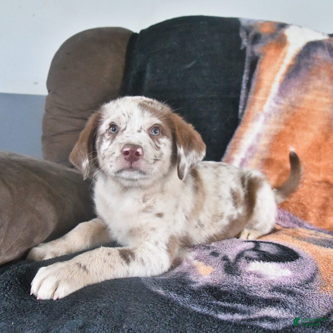 Australian Shepherd dogs for sale: Australian Shepherd 7 puppies - Image 5