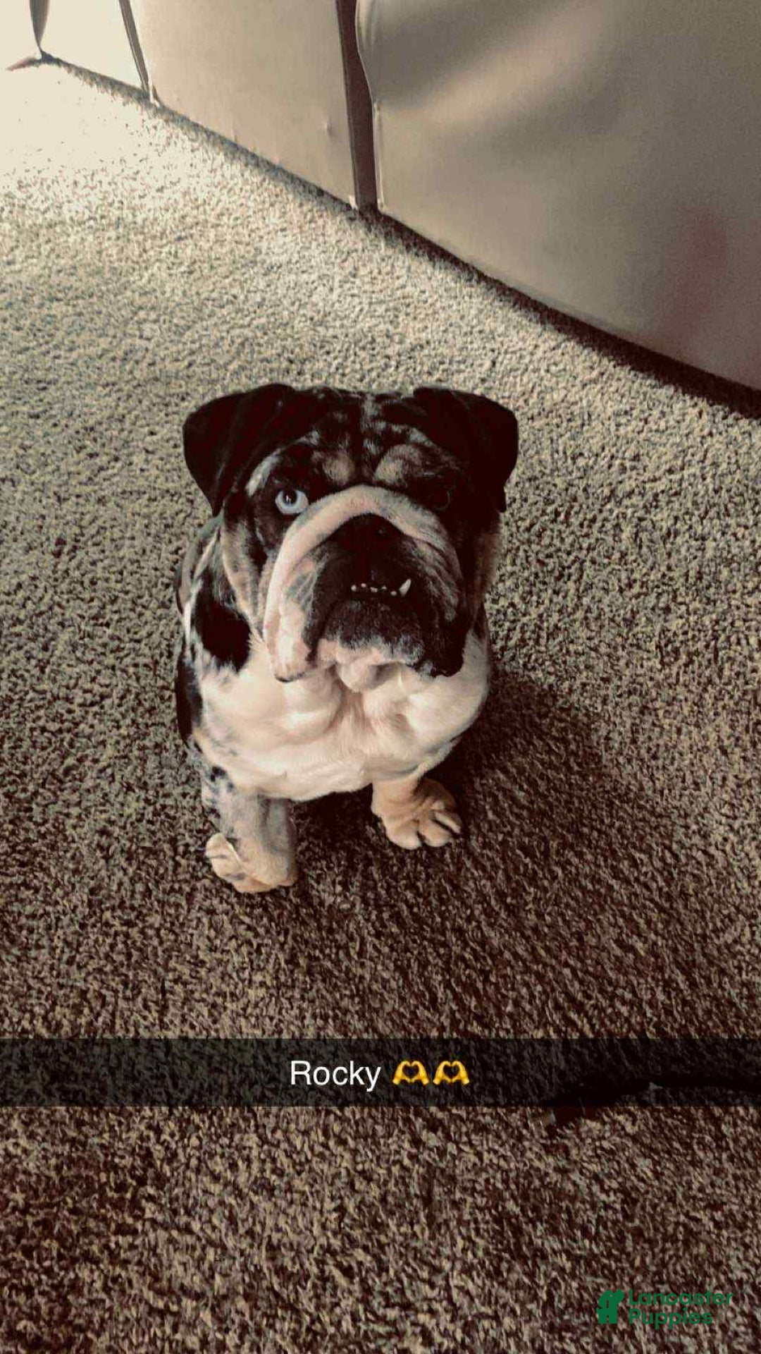 English Bulldog dogs for sale: Dixie - Image 10