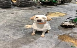 Labrador Retriever dogs for sale: Stella - Image 8
