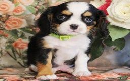 Miniature Bernese Mountain Dog dogs for sale: Gummybear - Image 7