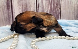 Chinese Crested dogs for sale: Raven - Image 9