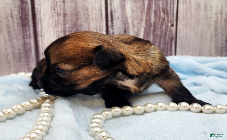 Chinese Crested dogs for sale - Ad 3