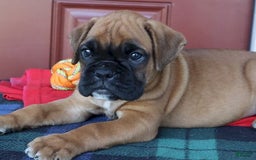 Boxer dogs for sale: Winston  - Champ Lines - Image 3