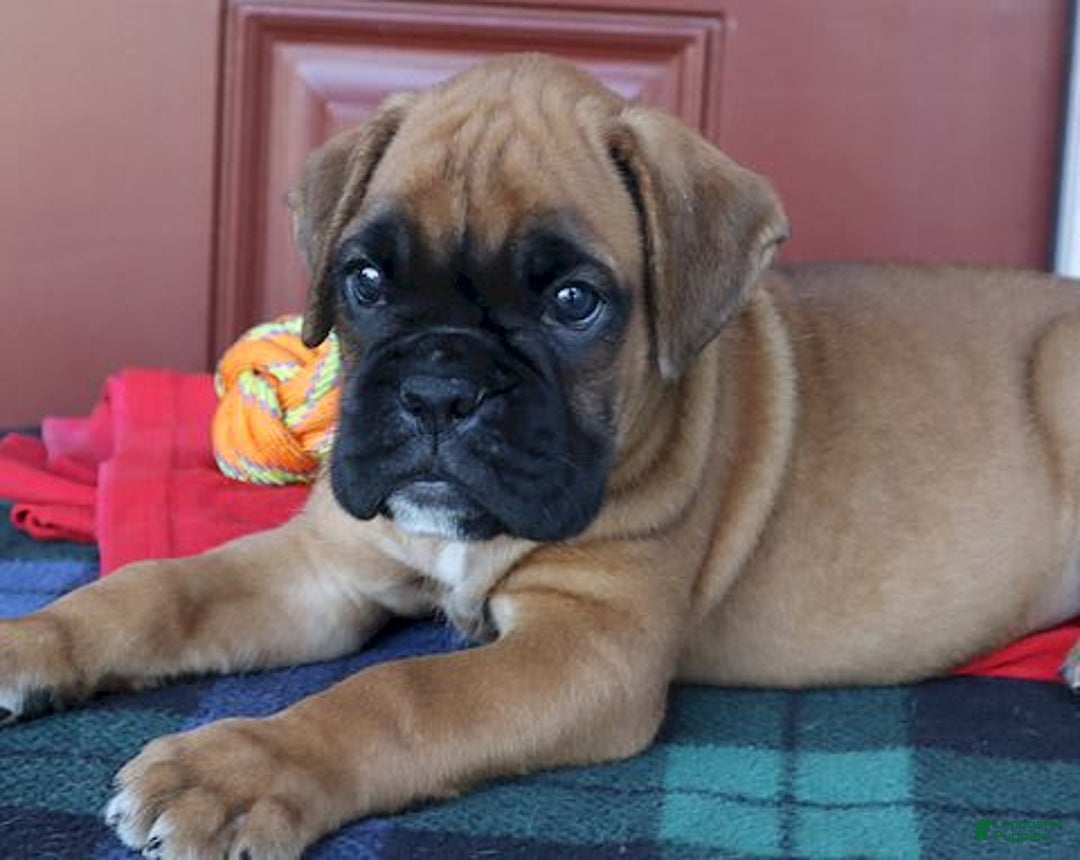 Boxer dogs for sale: Winston  - Champ Lines - Image 3