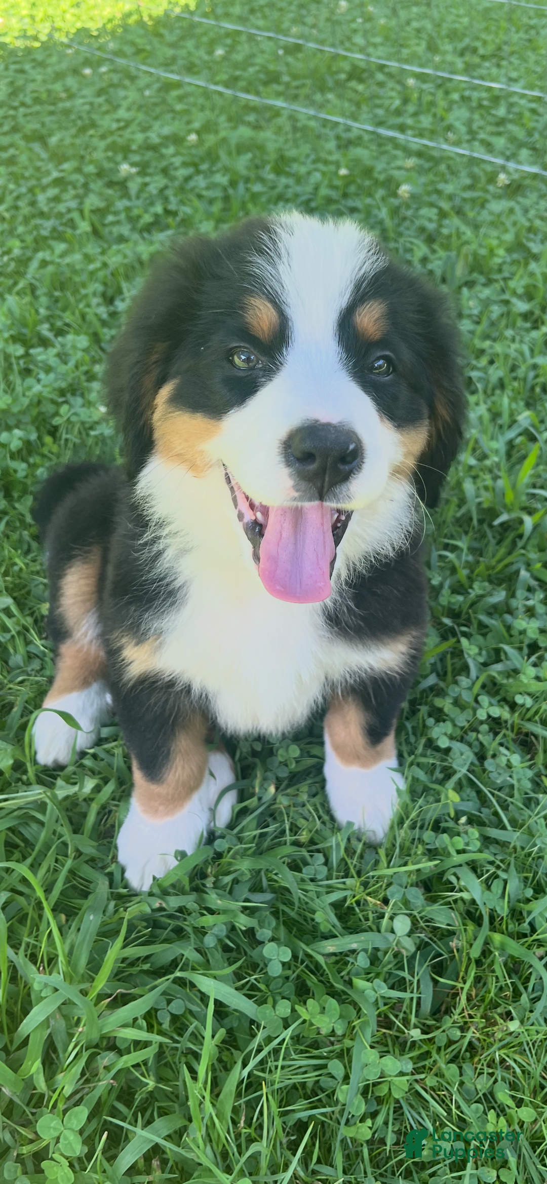 Bernese Mountain Dog dogs for sale: Yellow Girl - Image 1