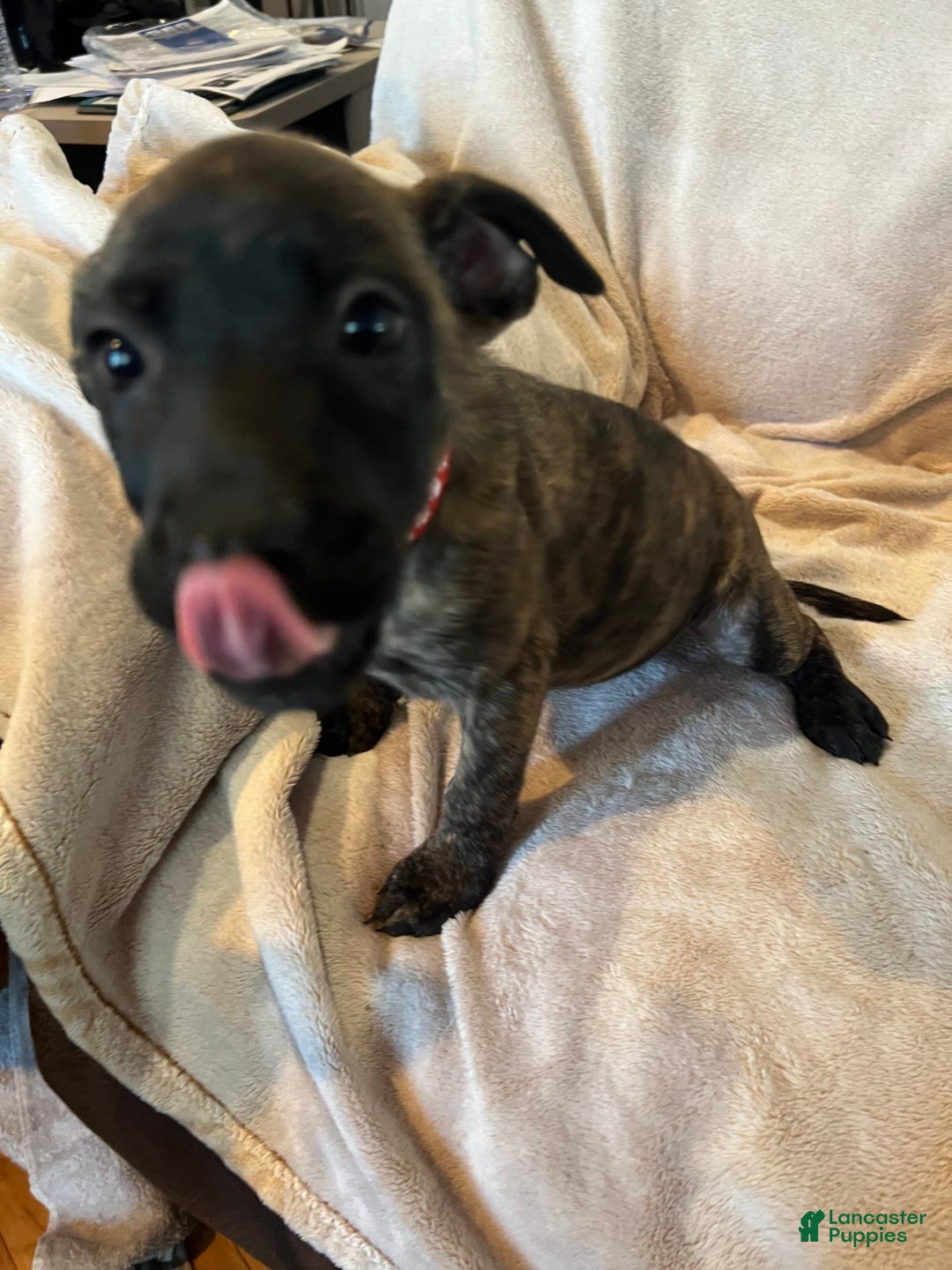 German Shepherd dogs for sale: Peanut - Image 2
