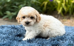 Bichpoo dogs for sale: Simon - Image 10