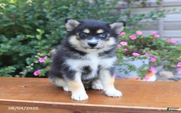 Pomsky dogs for sale: Abby - Image 2