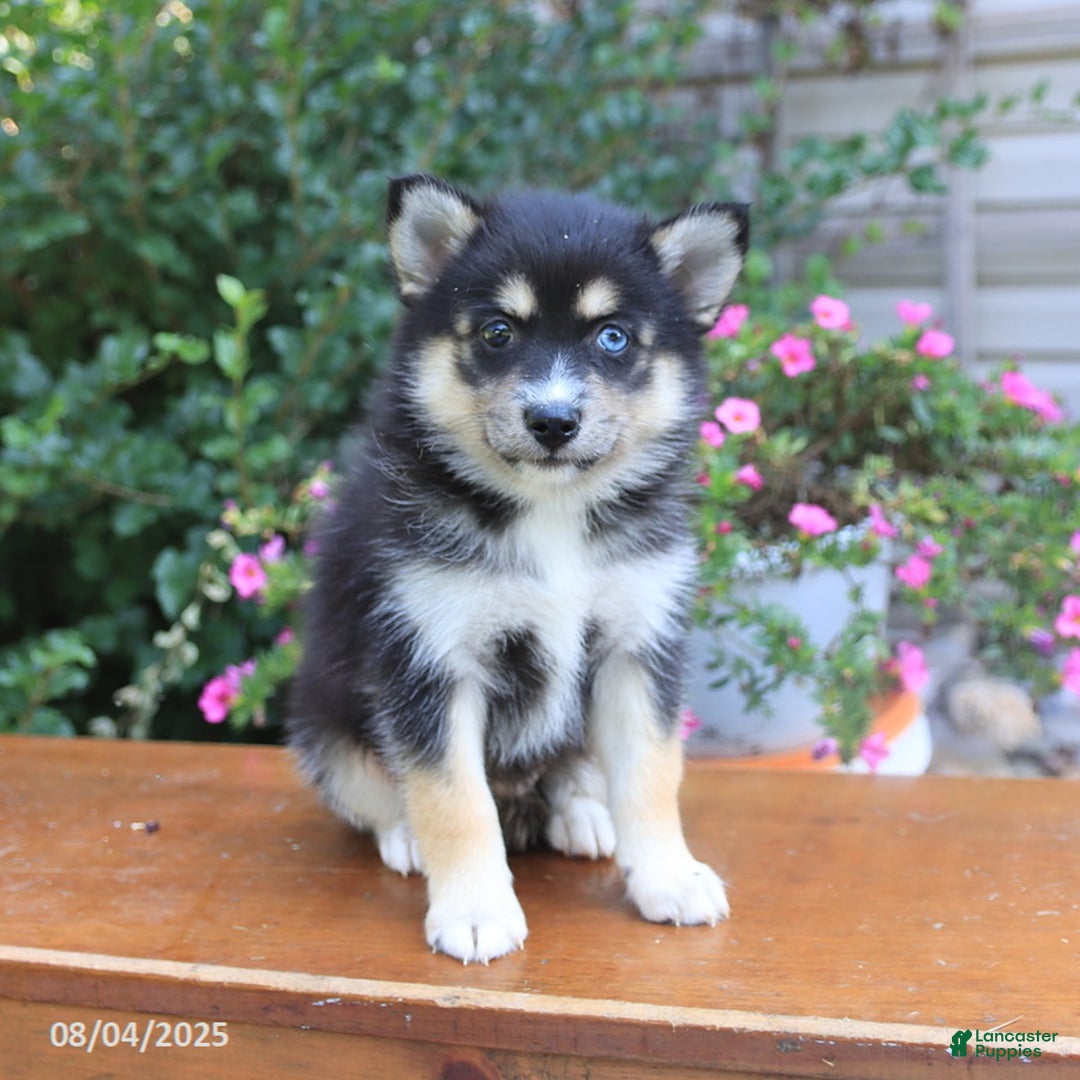 Pomsky dogs for sale: Abby - Image 2