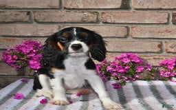 Cavalier King Charles Spaniel dogs for sale: Drew - Image 6