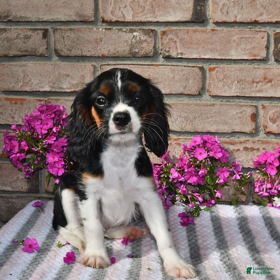 Cavalier King Charles Spaniel dogs for sale: Drew - Image 6