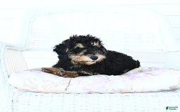Miniature Poodle dogs for sale: Oscar - Image 3