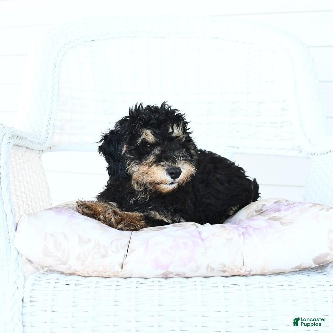 Miniature Poodle dogs for sale: Oscar - Image 3