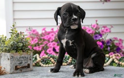 Boxer dogs for sale: Scooter - Image 2