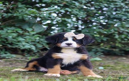 Bernese Mountain Dog dogs for sale: Alice - Image 1