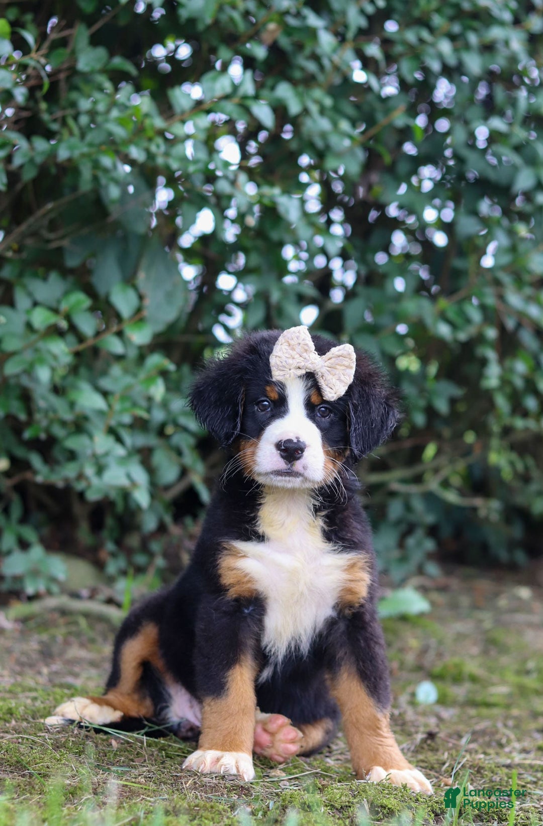 Bernese Mountain Dog dogs for sale: Alice - Image 1