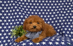 Miniature Poodle dogs for sale: Miniature Poodle 4 puppies - Image 3