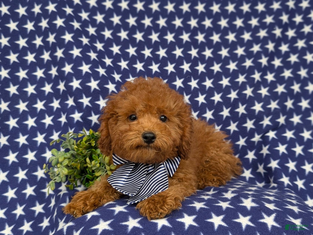 Miniature Poodle dogs for sale: Miniature Poodle 4 puppies - Image 3