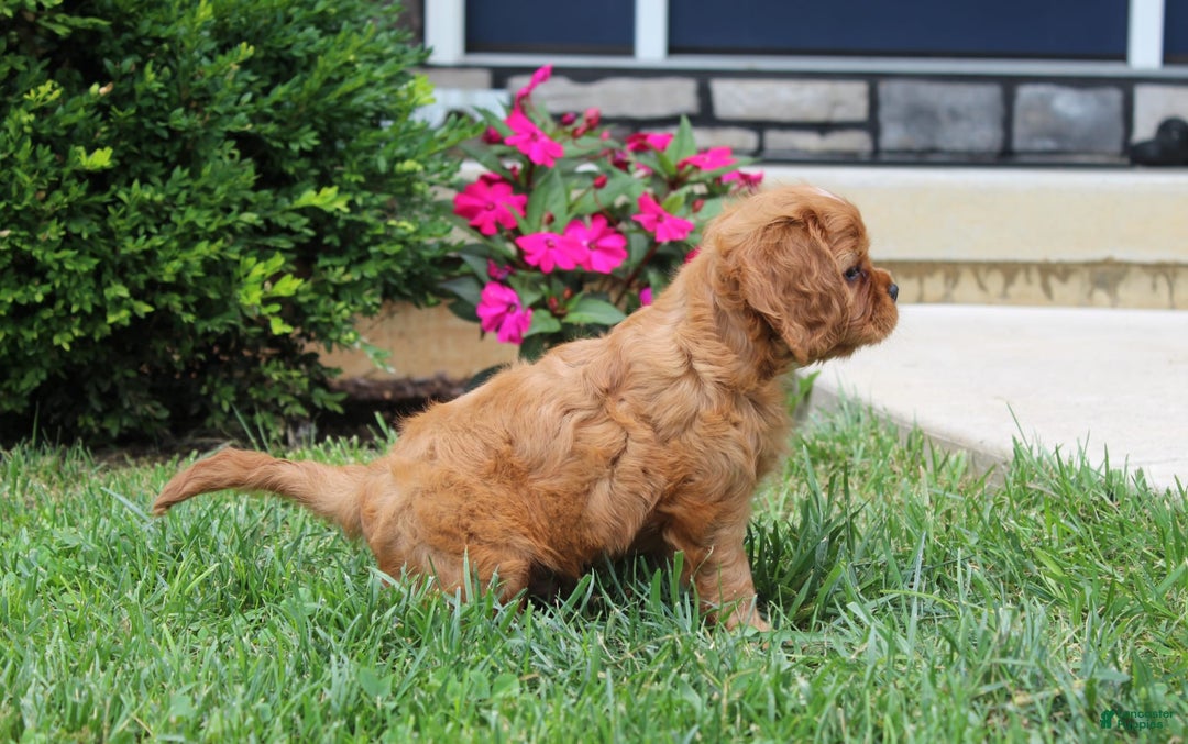 Cavalier King Charles Spaniel dogs for sale: Bentley - Image 22