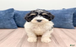 Mini Bernedoodle dogs for sale: Diva - Image 4