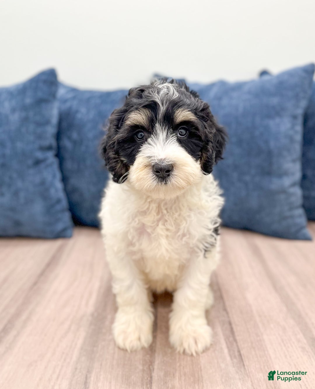 Mini Bernedoodle dogs for sale: Diva - Image 4