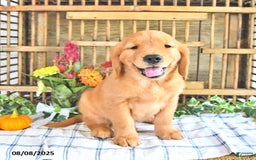 Golden Retriever dogs for sale: Kyle - Image 4