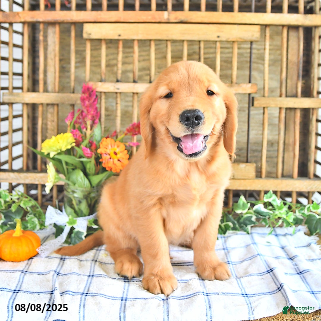 Golden Retriever dogs for sale: Kyle - Image 4