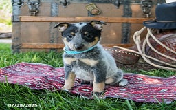 Australian Cattle Dog dogs for sale: Chocolate Chip - Image 2