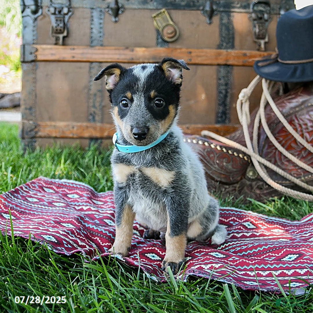Australian Cattle Dog dogs for sale: Chocolate Chip - Image 2