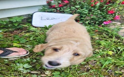 Goldendoodle dogs for sale: Lea - Image 3