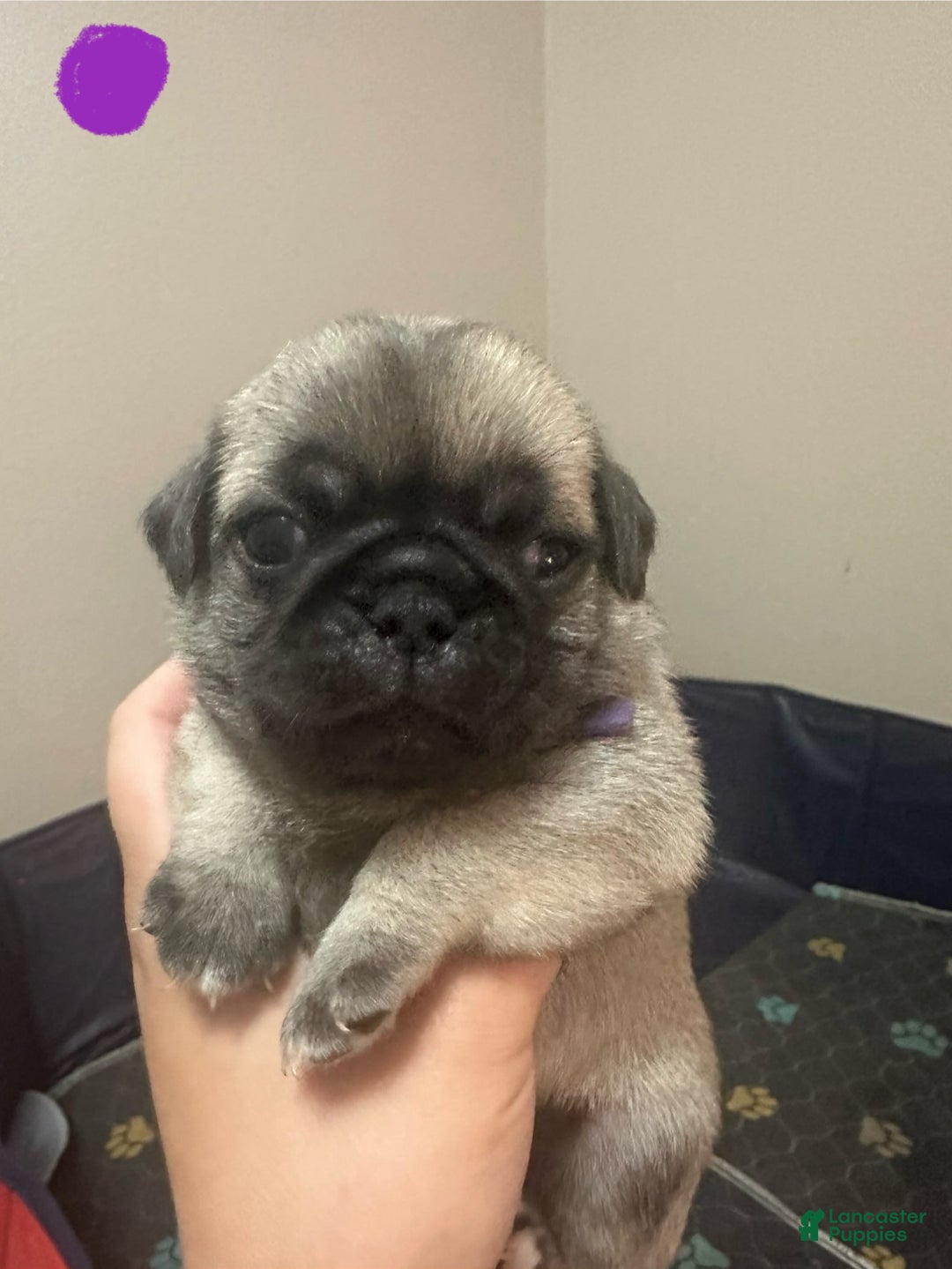 Pug dogs for sale: Hazel - Image 1