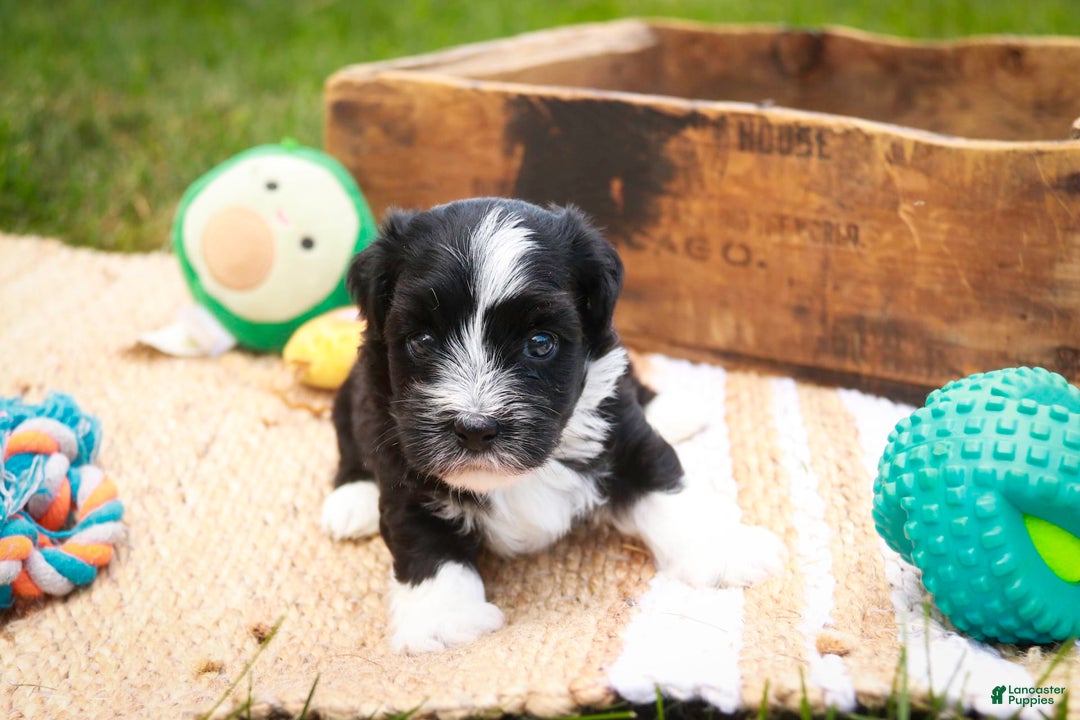 Havanese dogs for sale: Eeyore - Image 5